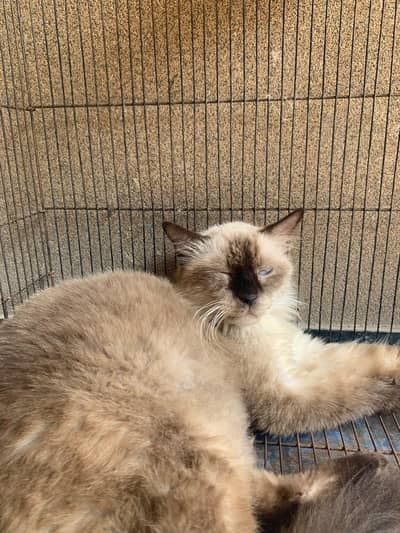 Himalayan cat for sale