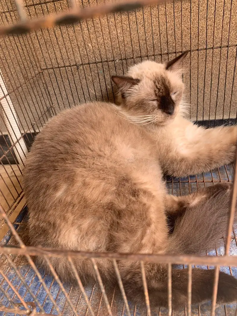 Himalayan cat for sale — photo 2