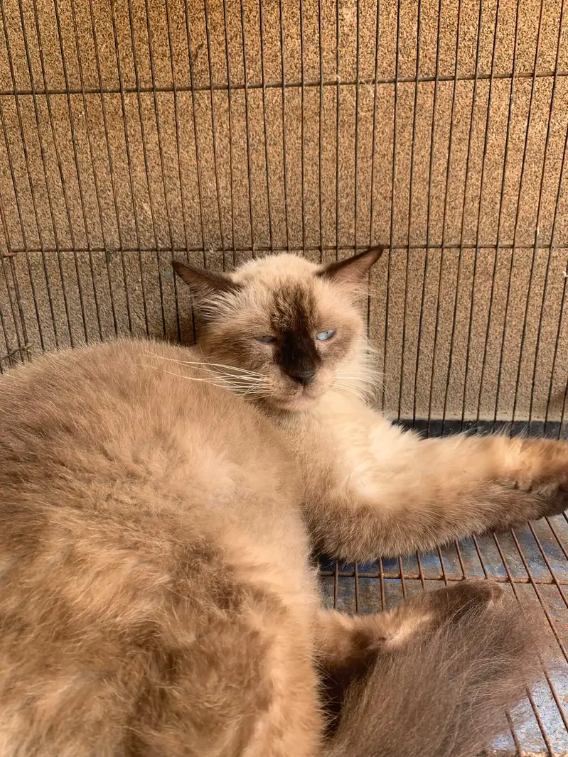 Himalayan cat for sale — photo 3