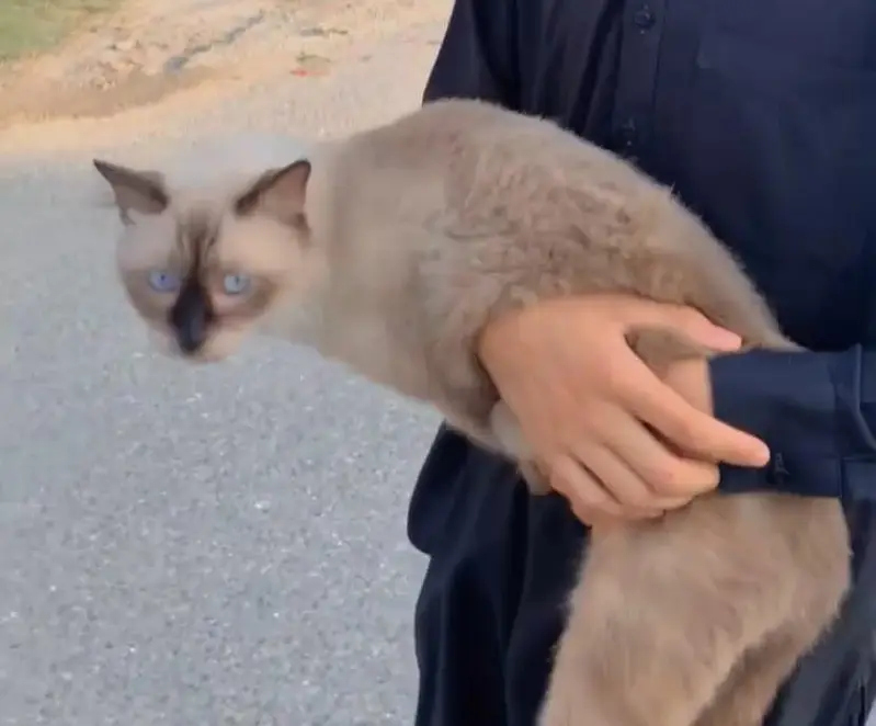 Himalayan cat for sale — photo 4
