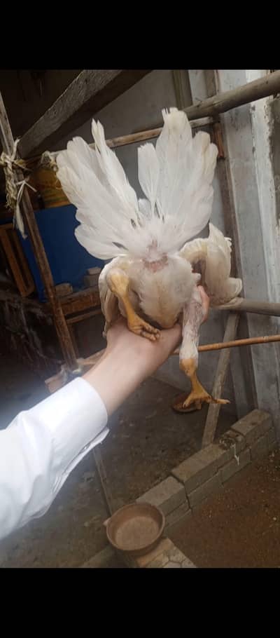 parrot beak cross chicks 70% quality