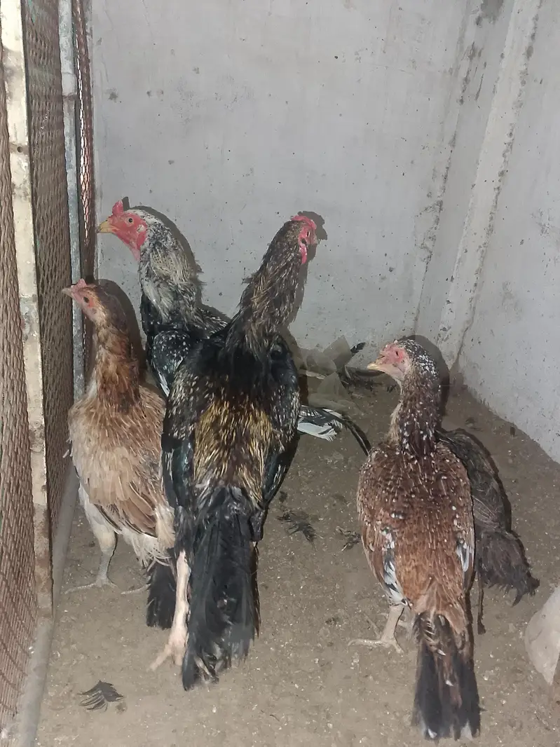 aseel mianwali — photo 2
