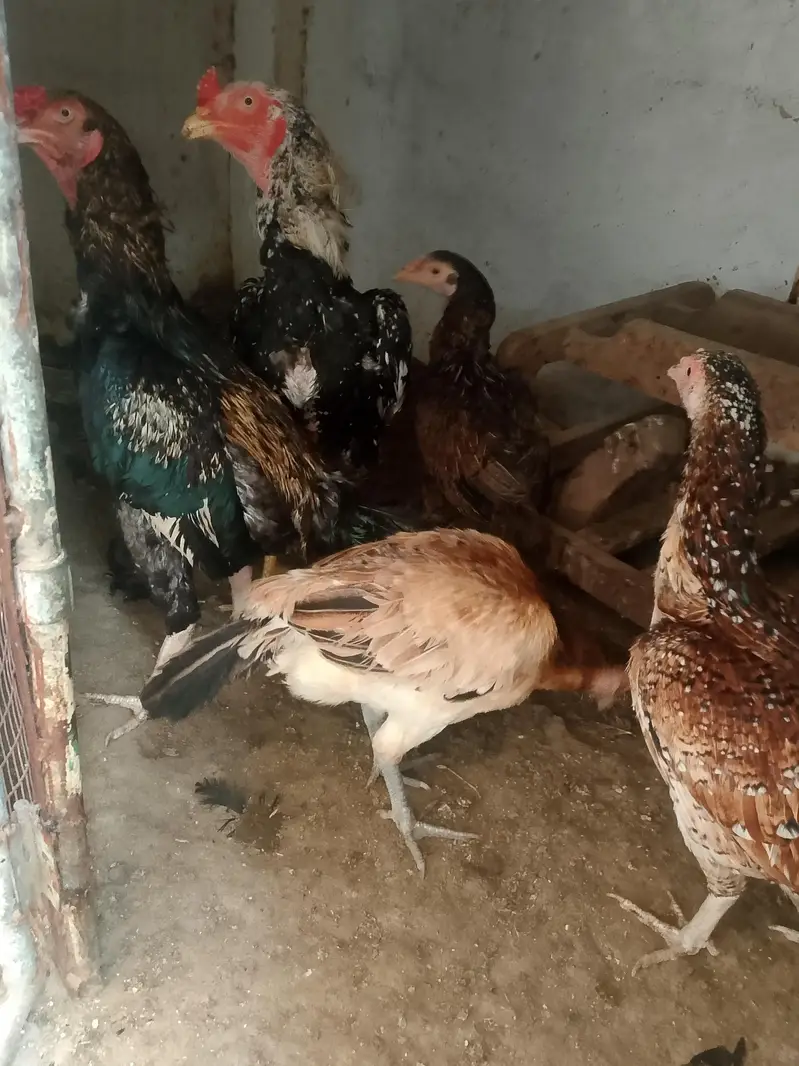 aseel mianwali — photo 3
