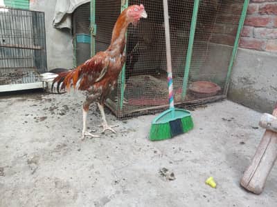 aseel burmi ganoi male extreme height for sale