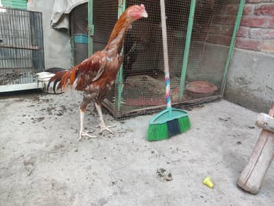 aseel burmi ganoi male extreme height for sale