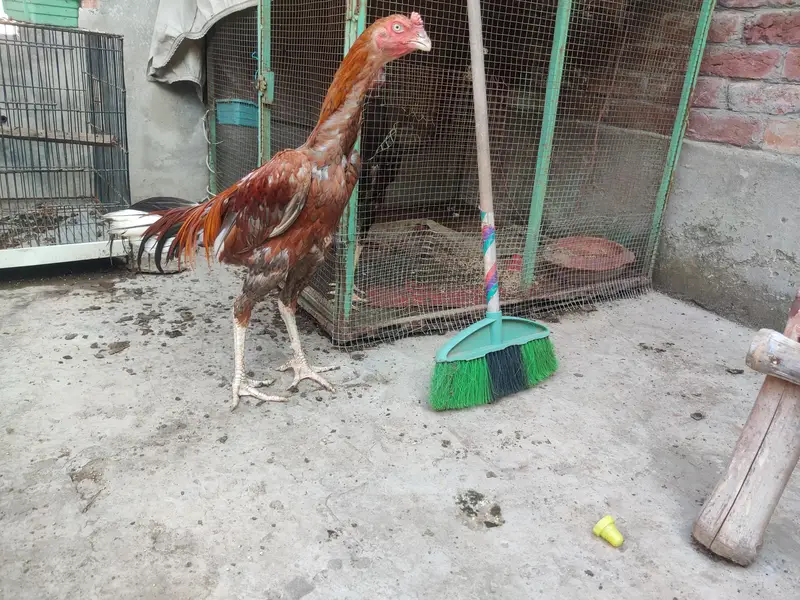 aseel burmi ganoi male extreme height for sale — photo 2
