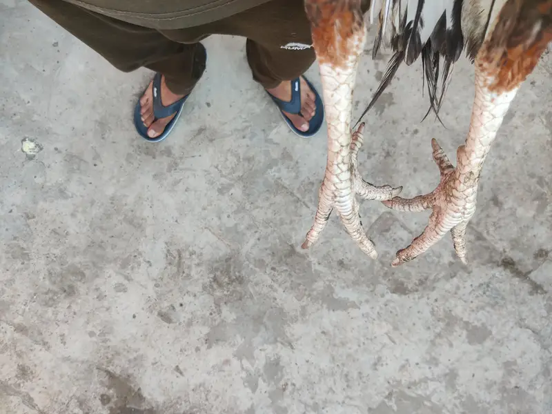 aseel burmi ganoi male extreme height for sale — photo 3