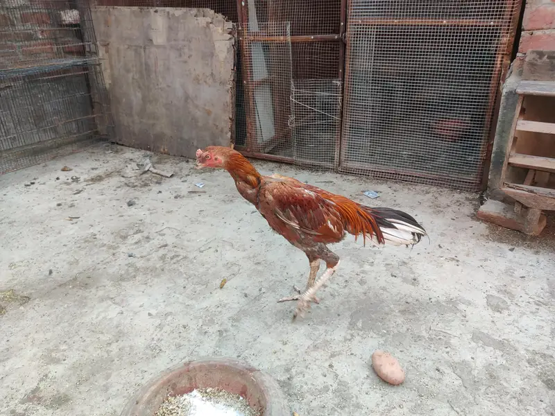 aseel burmi ganoi male extreme height for sale — photo 6