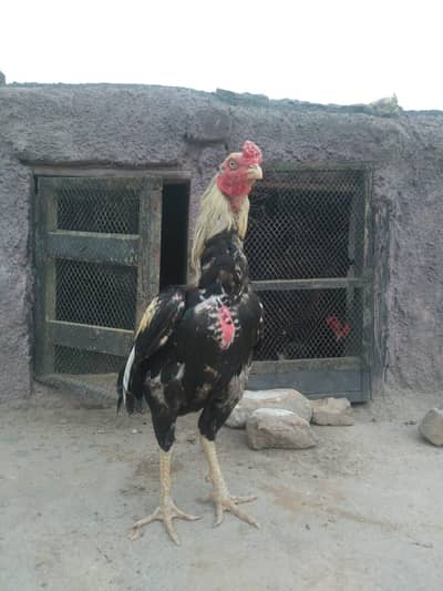 aseel breader murga for sale
