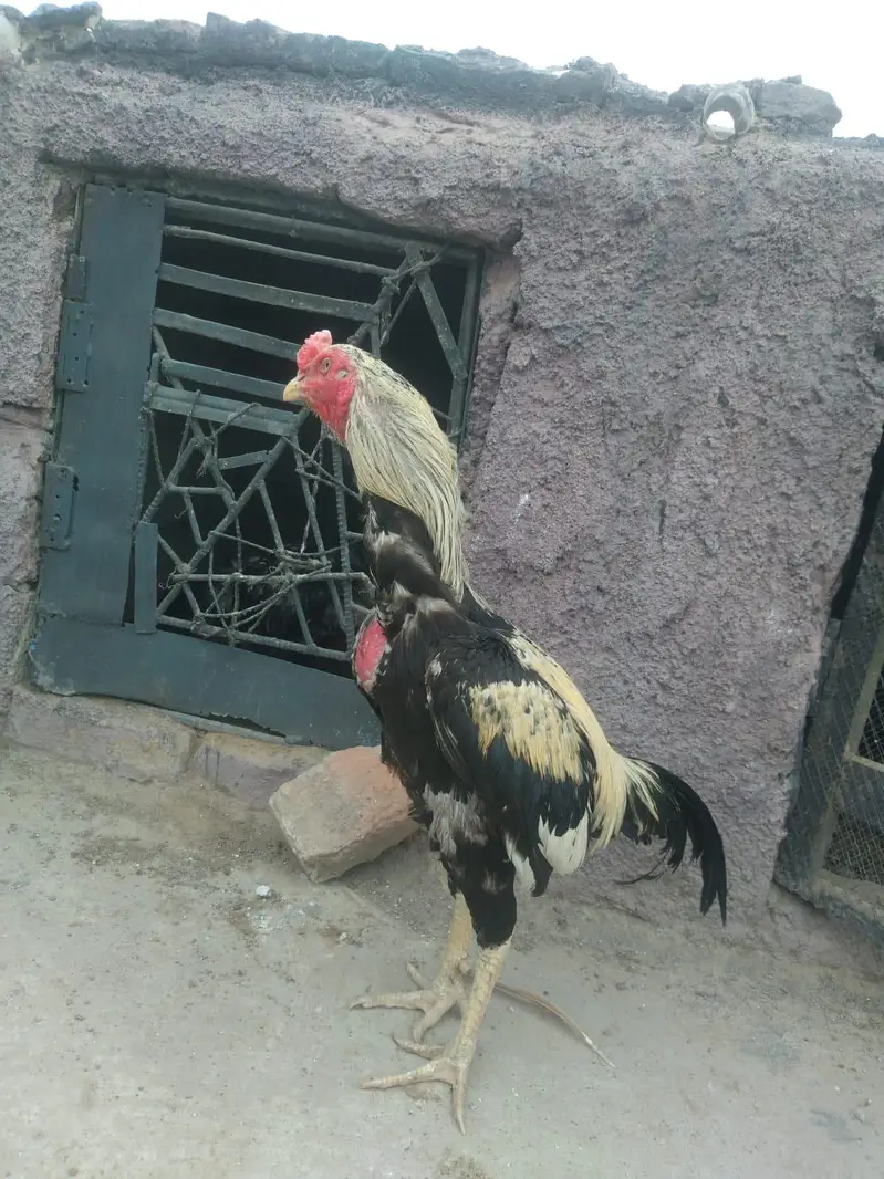 aseel breader murga for sale — photo 2