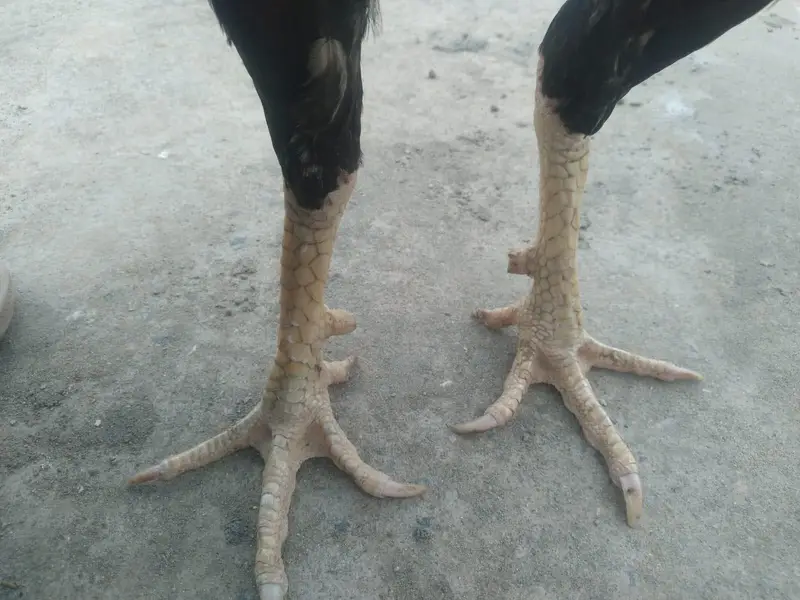 aseel breader murga for sale — photo 4