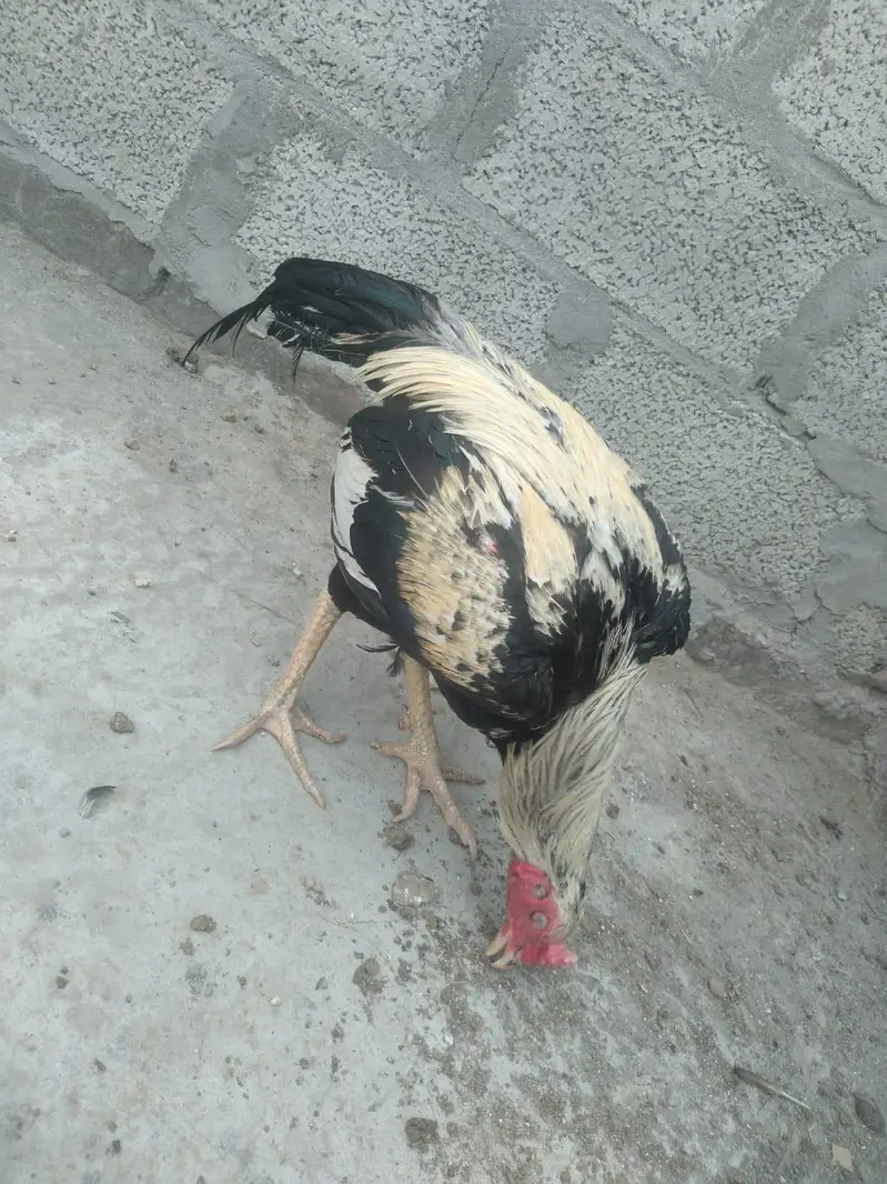 aseel breader murga for sale — photo 6