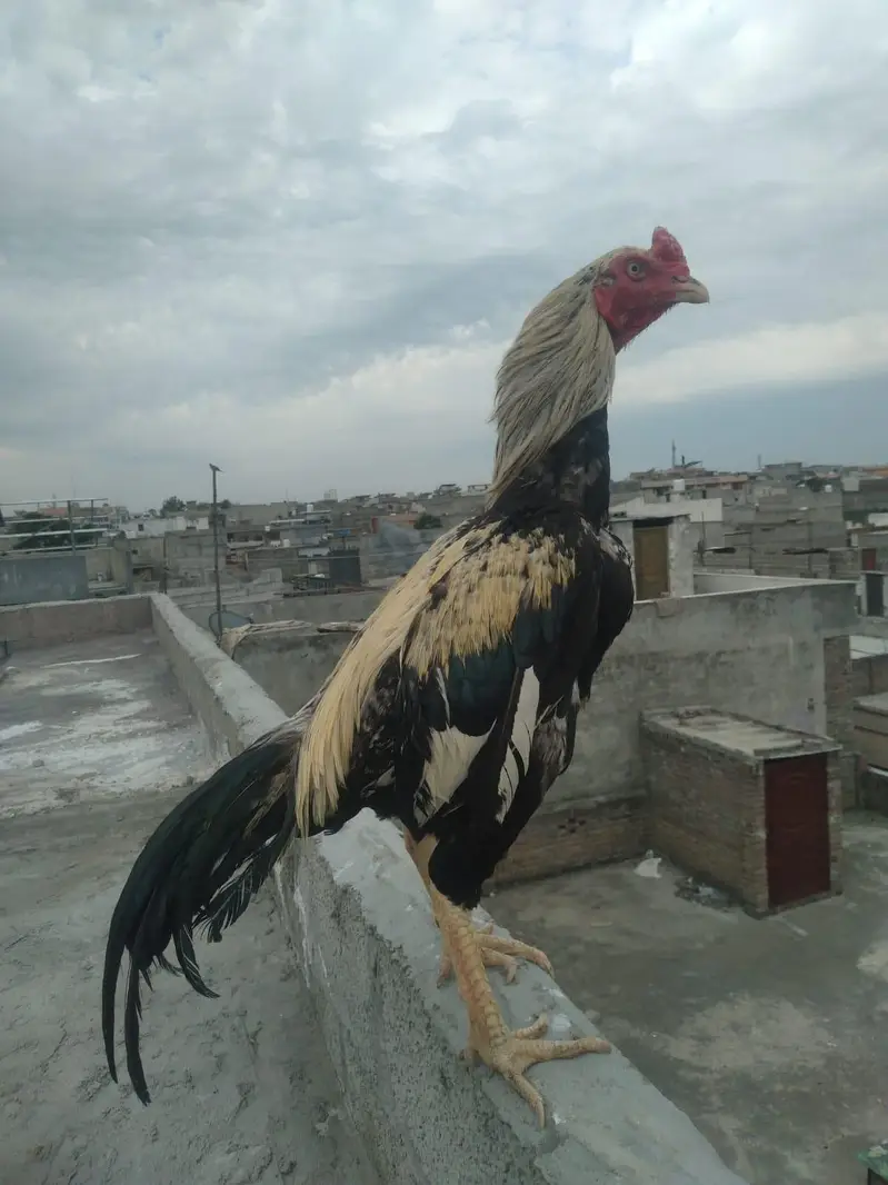aseel breader murga for sale — photo 7