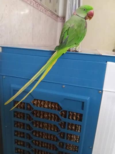 Kashmir Raw parrot 