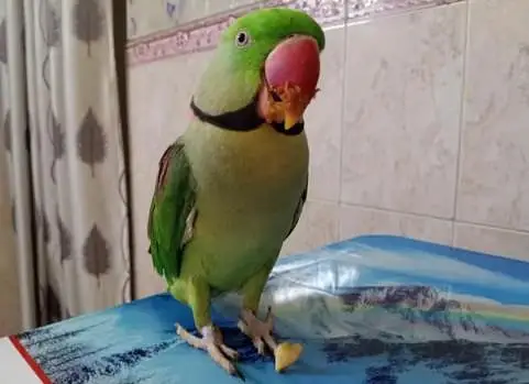 Kashmir Raw parrot  — photo 2