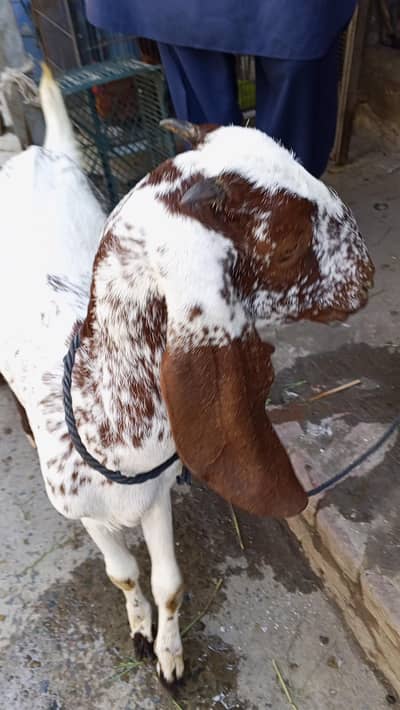 Makki chini Goat  Bakri /Goat 03014011627