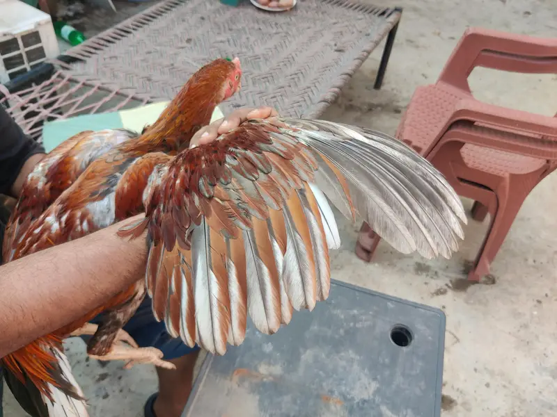 aseel burmi ganoi male extreme height for sale — photo 7