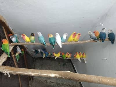 Lovebirds breeder setup