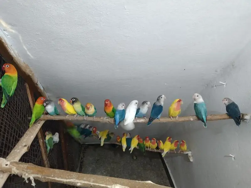 Lovebirds breeder setup — photo 2