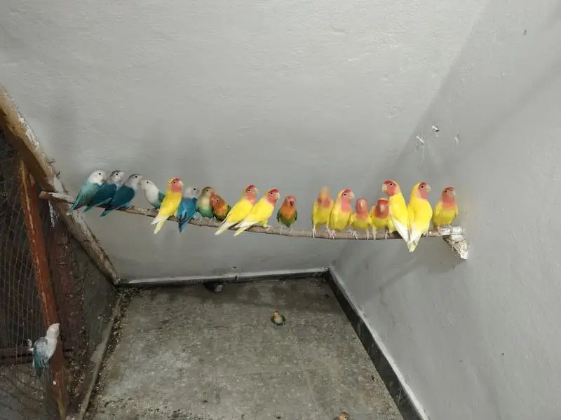 Lovebirds breeder setup — photo 3