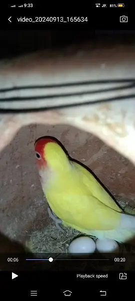 Lovebirds breeder setup — photo 5