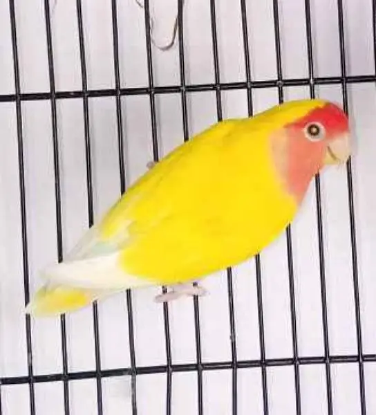 Lovebirds breeder setup — photo 8
