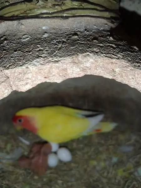 Lovebirds breeder setup — photo 9