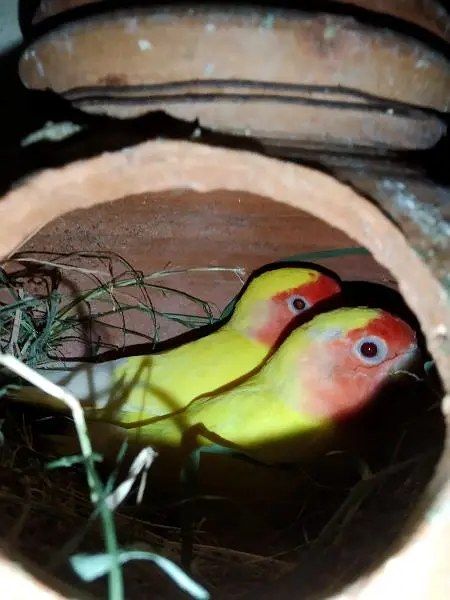 Lovebirds breeder setup — photo 10