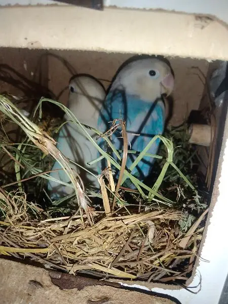 Lovebirds breeder setup — photo 11