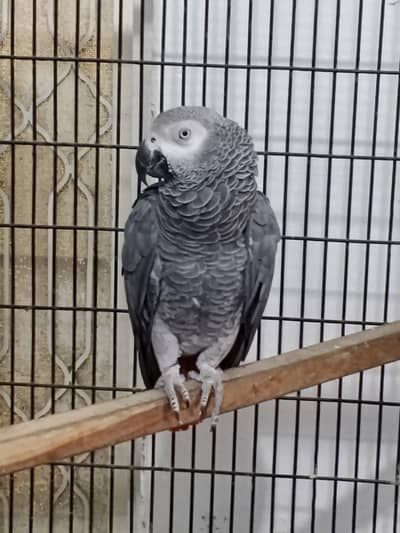Gray parrot with old DNA available for sale