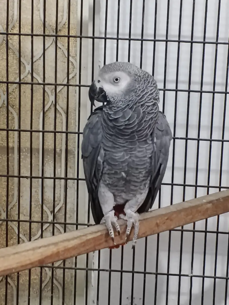 Gray parrot with old DNA available for sale — photo 2