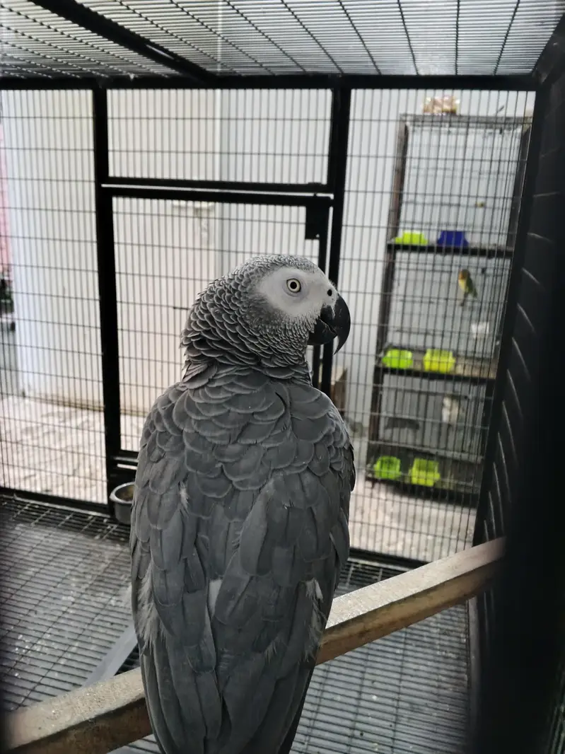 Gray parrot with old DNA available for sale — photo 4