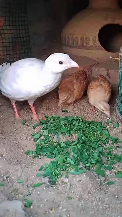 teetar pair for sale
