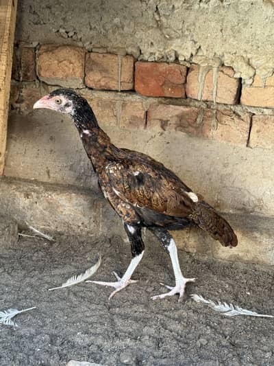 Aseel pathyia for sale.