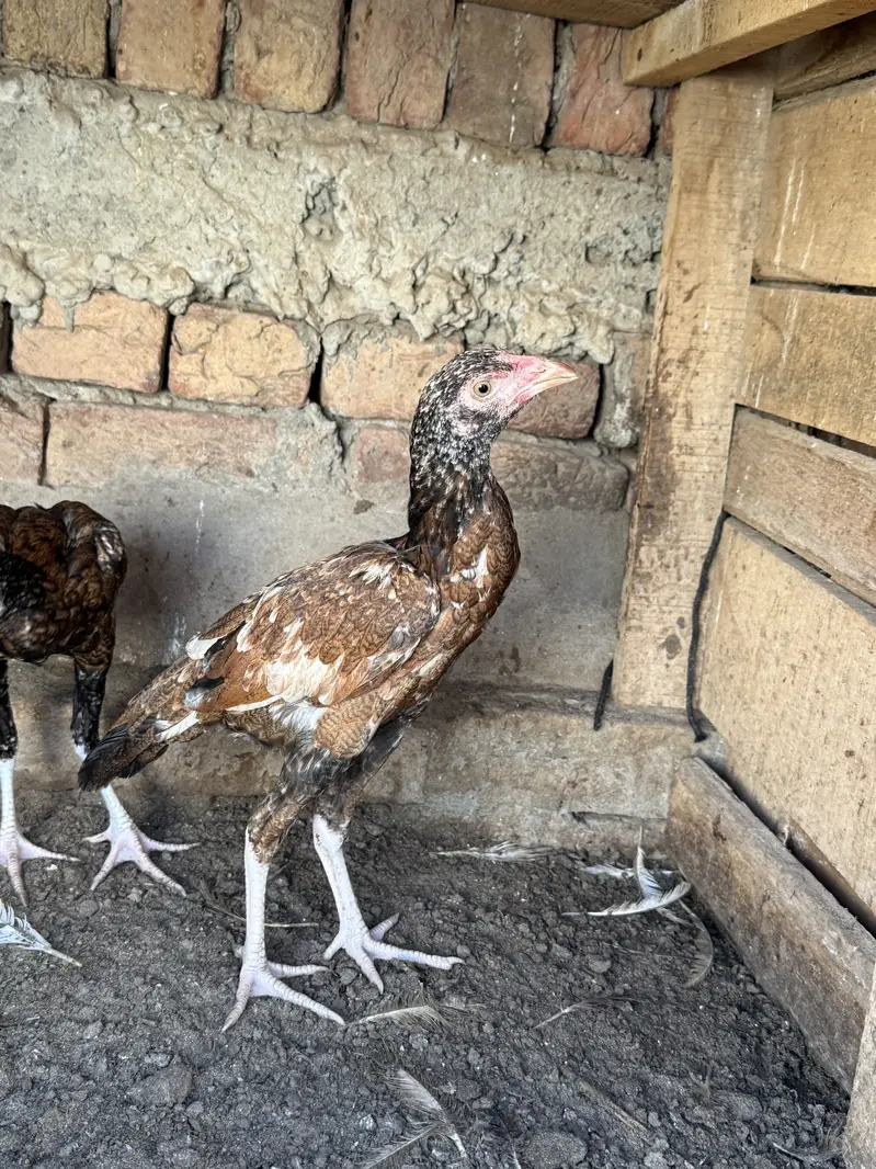 Aseel pathyia for sale. — photo 4