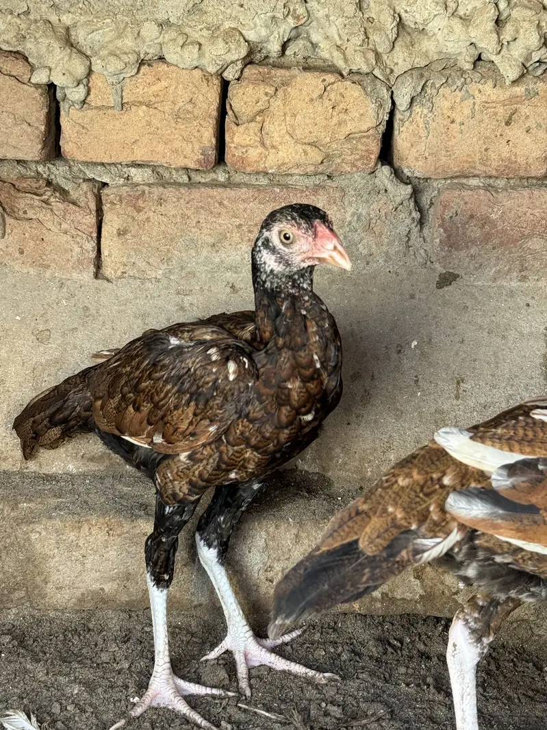 Aseel pathyia for sale. — photo 7