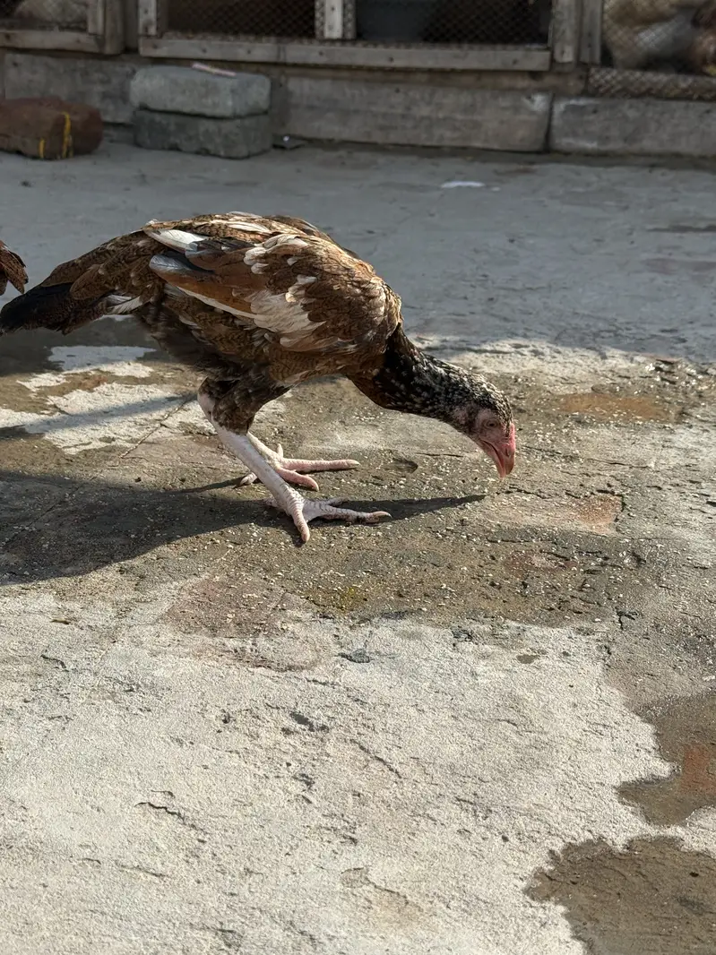 Aseel pathyia for sale. — photo 9
