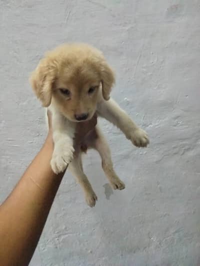 Golden retriever puppy available