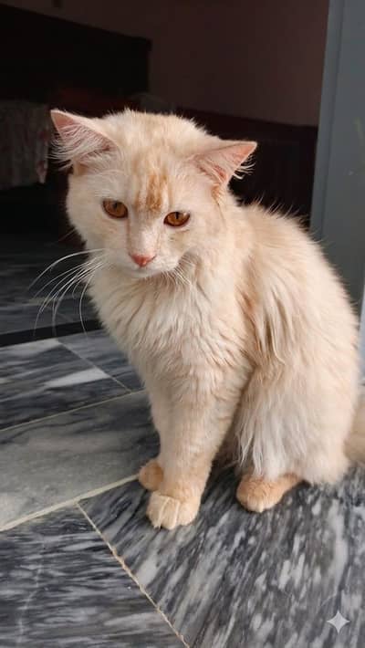 Triple Coated Persian Male Cat for Sale