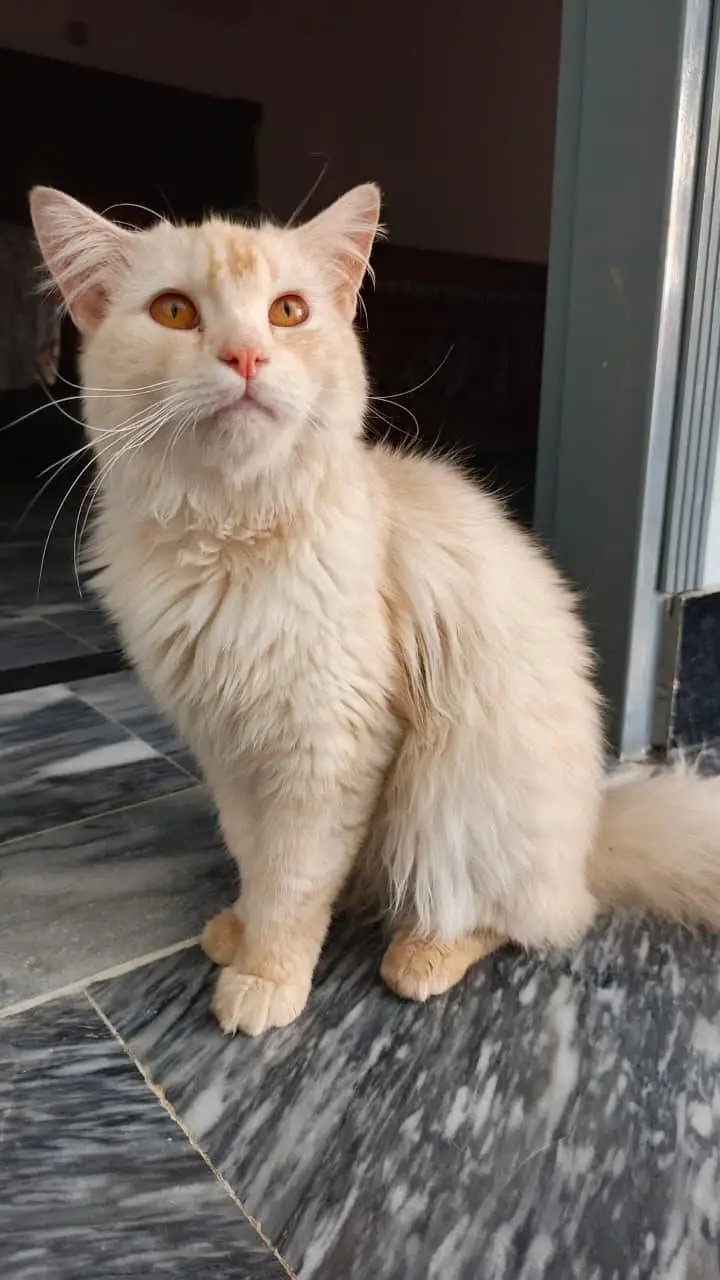 Triple Coated Persian Male Cat for Sale — photo 2