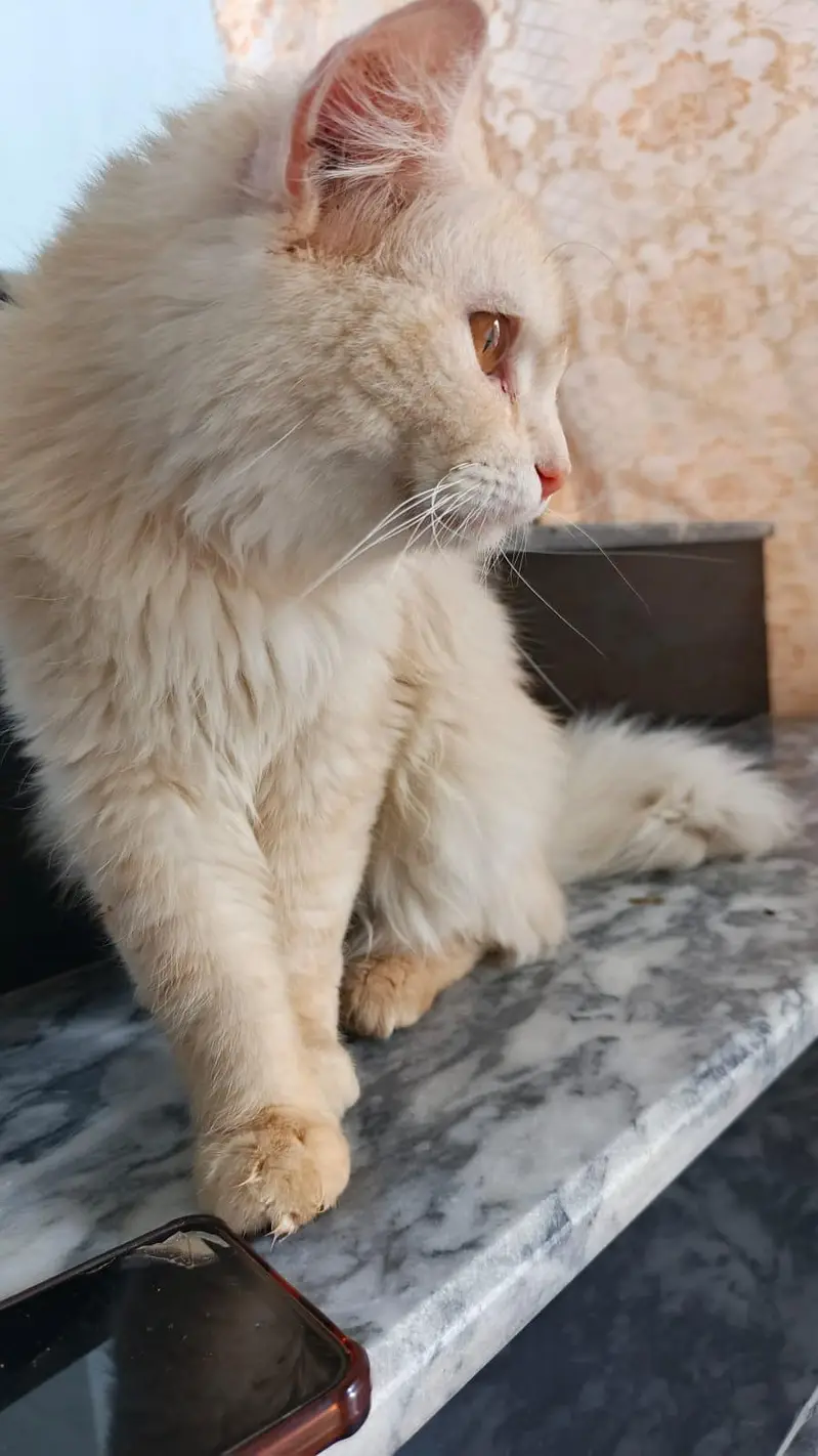 Triple Coated Persian Male Cat for Sale — photo 3