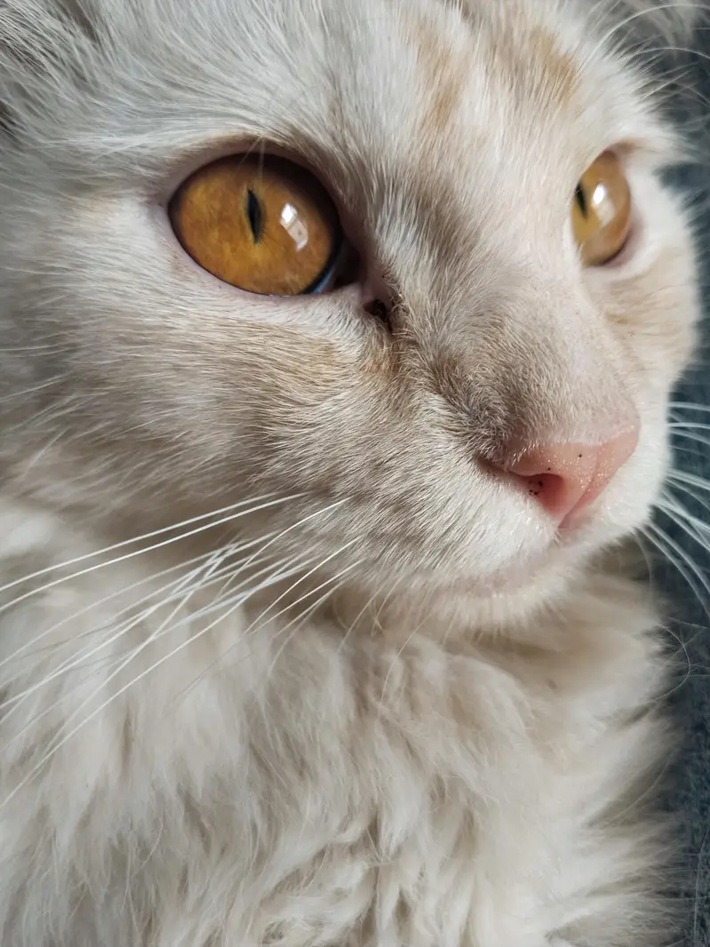 Triple Coated Persian Male Cat for Sale — photo 4