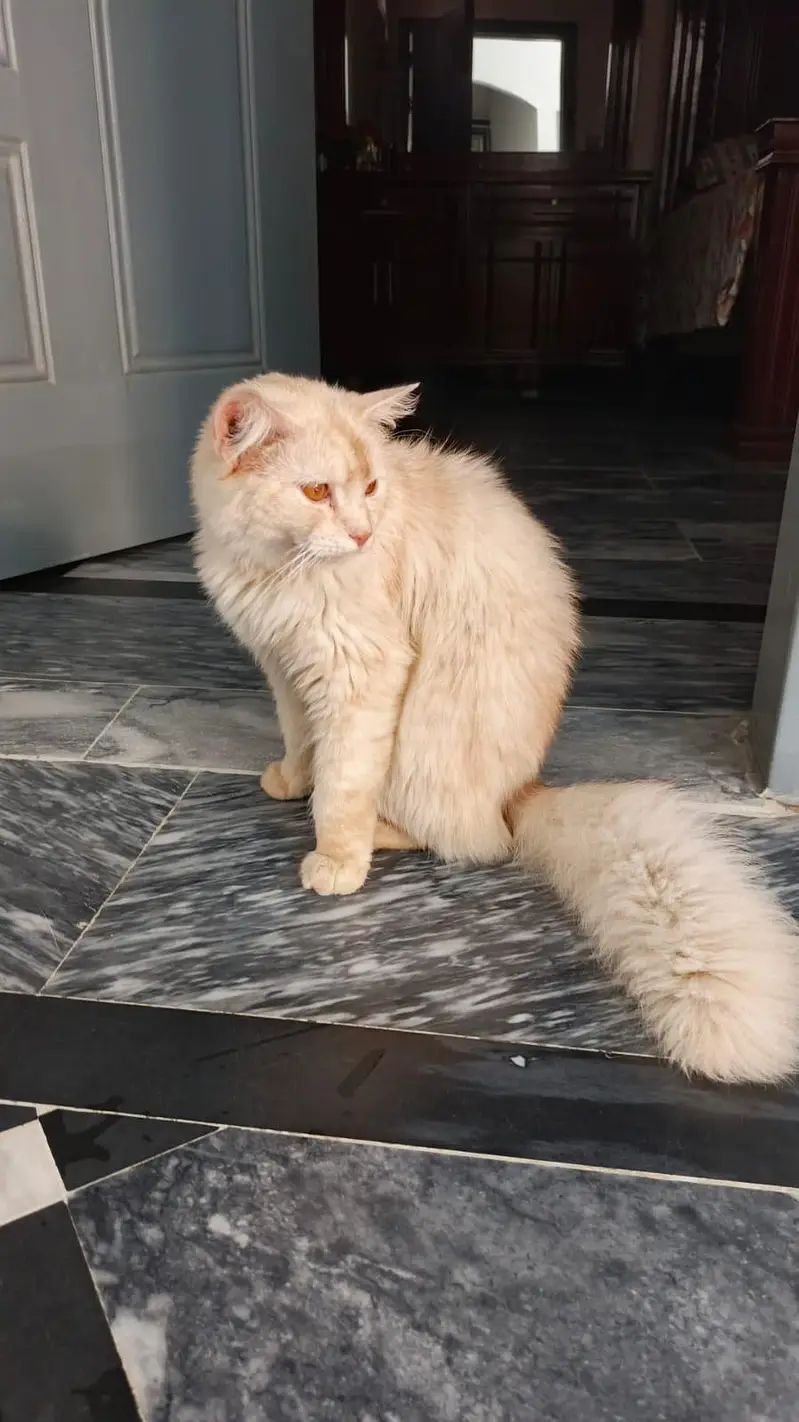 Triple Coated Persian Male Cat for Sale — photo 6