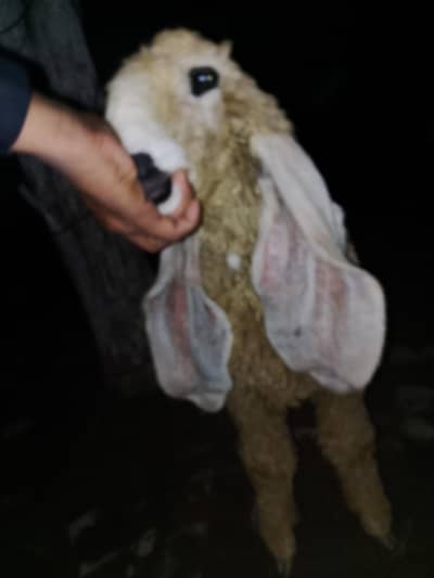 kajla Chatra | Bakra | Goat | sheep |Chatra