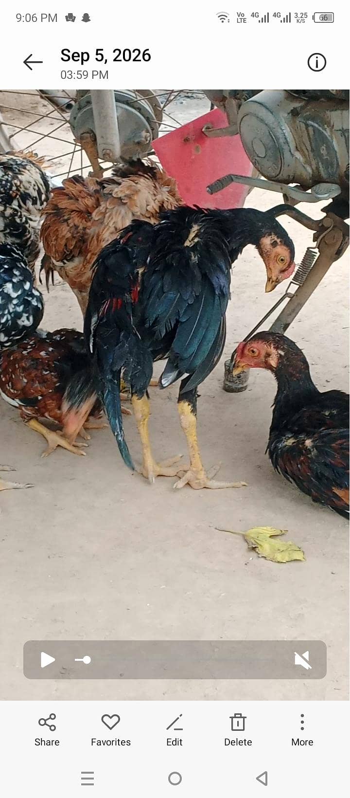 Thai karas 0
