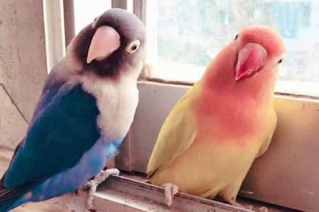 mix love birds ha ji ko chiye contact mee