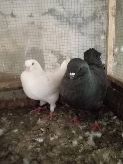 King Pigeon pair