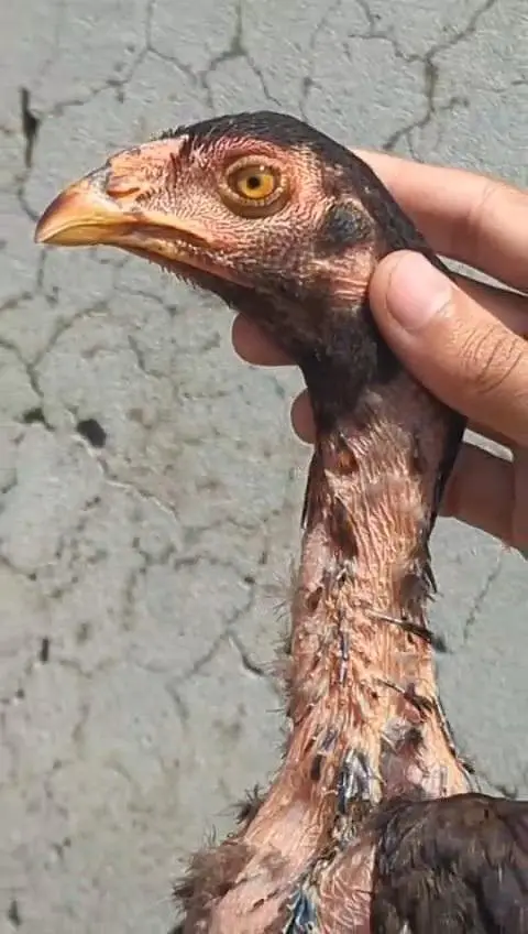 top quality 2 patha 1 pathi — photo 3