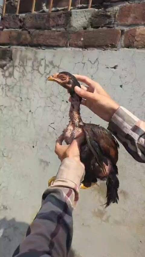 top quality 2 patha 1 pathi 11