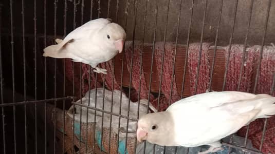 500×2=1000 . breeder pair . contact number 03330031118